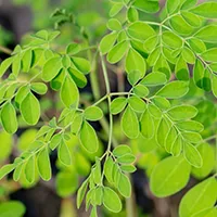 Daun Kelor